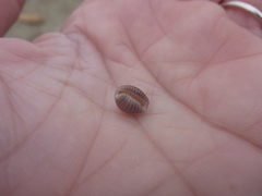 Pseudopusula californiana
