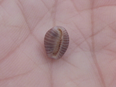 Pseudopusula californiana