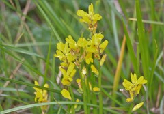 Genista tinctoria