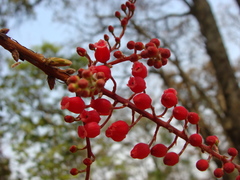 Comarostaphylis discolor