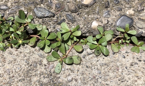 Portulaca oleracea (forma ornamental) 2