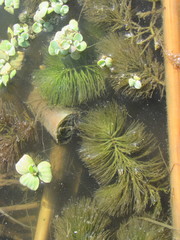 Ceratophyllum