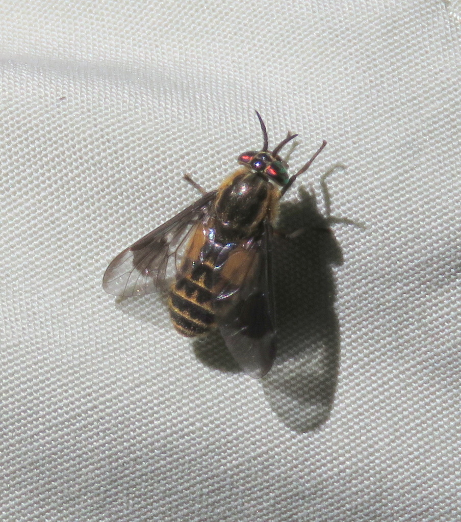 Chrysops proclivis