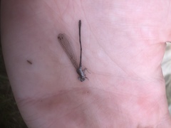 Argia tibialis