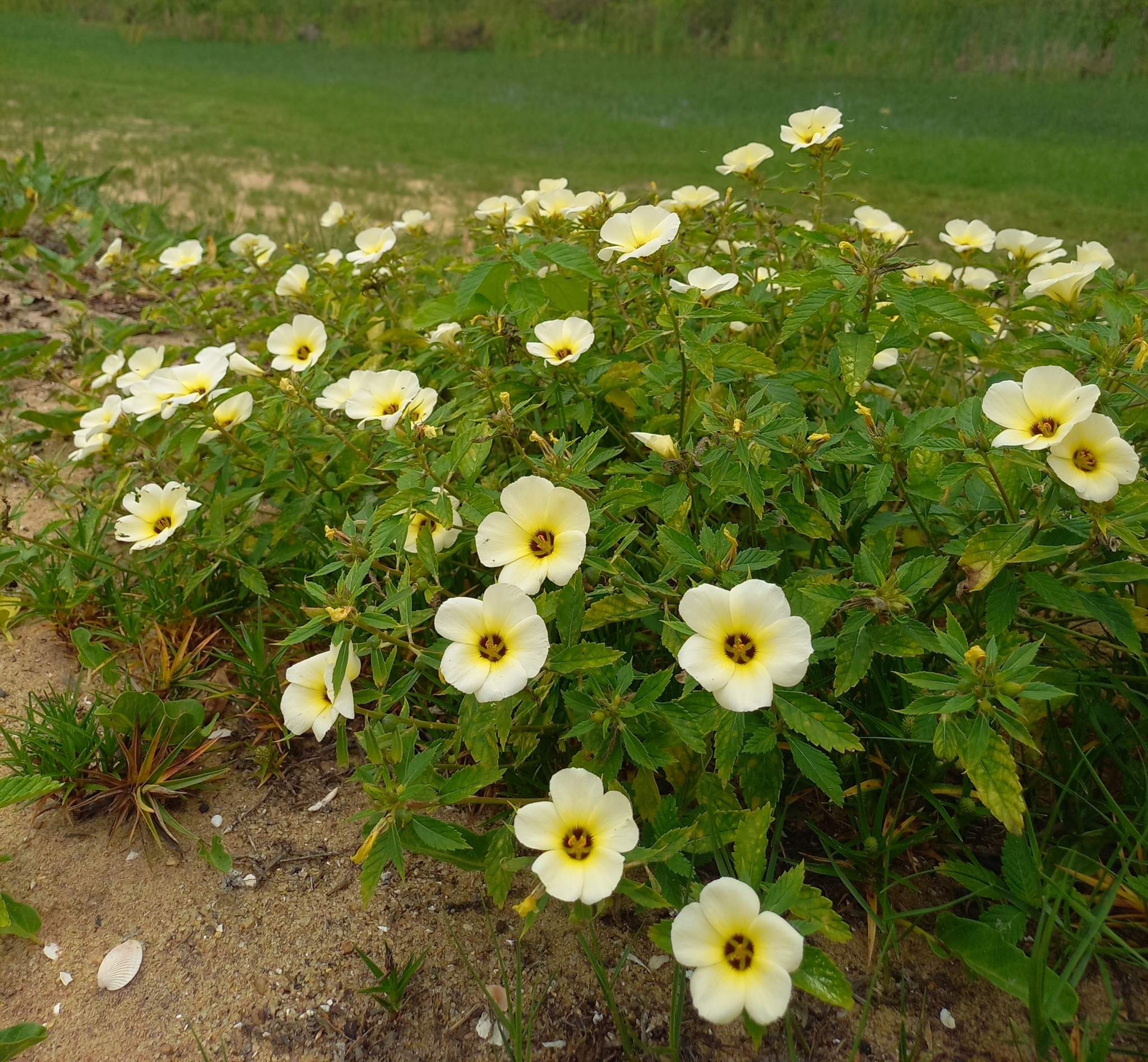 Turnera subulata