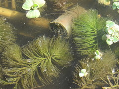 Ceratophyllum