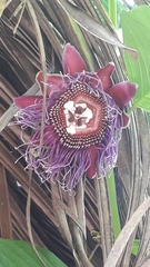 Passiflora quadrangularis