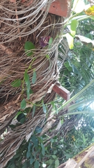 Passiflora quadrangularis