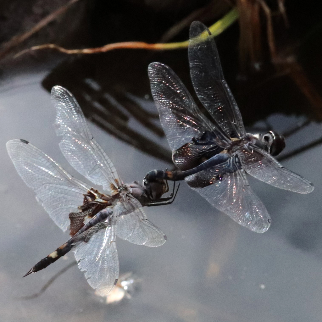 Black Saddlebags