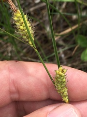 Carex pellita