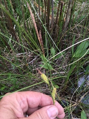 Carex pellita