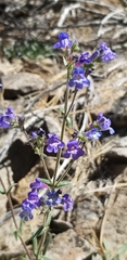 Penstemon euglaucus