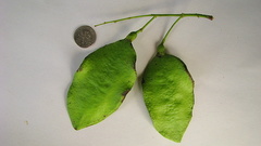 Jacaranda jasminoides