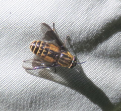 Chrysops proclivis