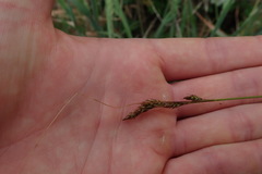 Carex tumulicola