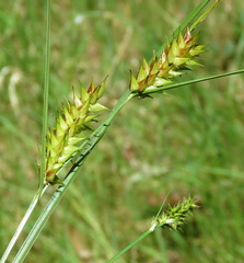 Carex exsiccata