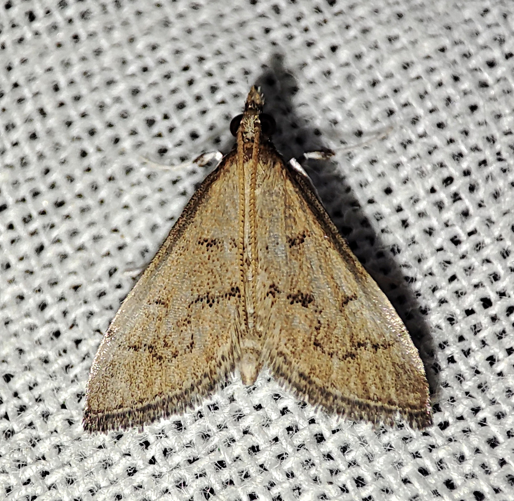 Metasia gigantalis