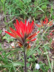Castilleja pruinosa