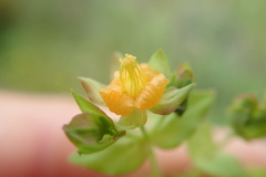 Hypericum anagalloides
