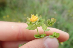 Hypericum anagalloides