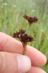 Juncus xiphioides