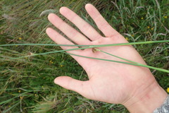 Juncus bolanderi