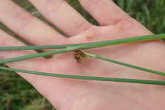 Juncus bolanderi