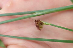 Juncus bolanderi