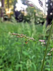 Tetragnatha