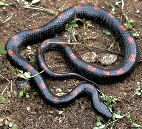 Spotted Wolf Snake