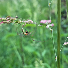 Tetragnatha