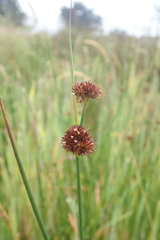 Juncus bolanderi