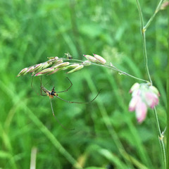 Tetragnatha