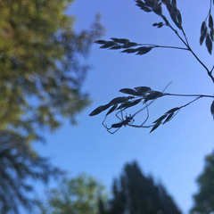 Tetragnatha