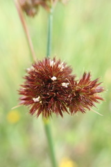 Juncus bolanderi