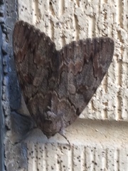 Catocala agrippina