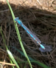 Enallagma annexum