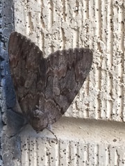 Catocala agrippina