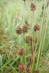Carex harfordii