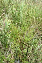 Carex harfordii