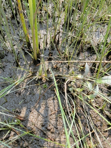 Image of Eriocaulon parkeri by (c) simonpesant, some rights reserved (CC BY)