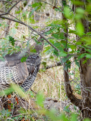 Meleagris gallopavo merriami