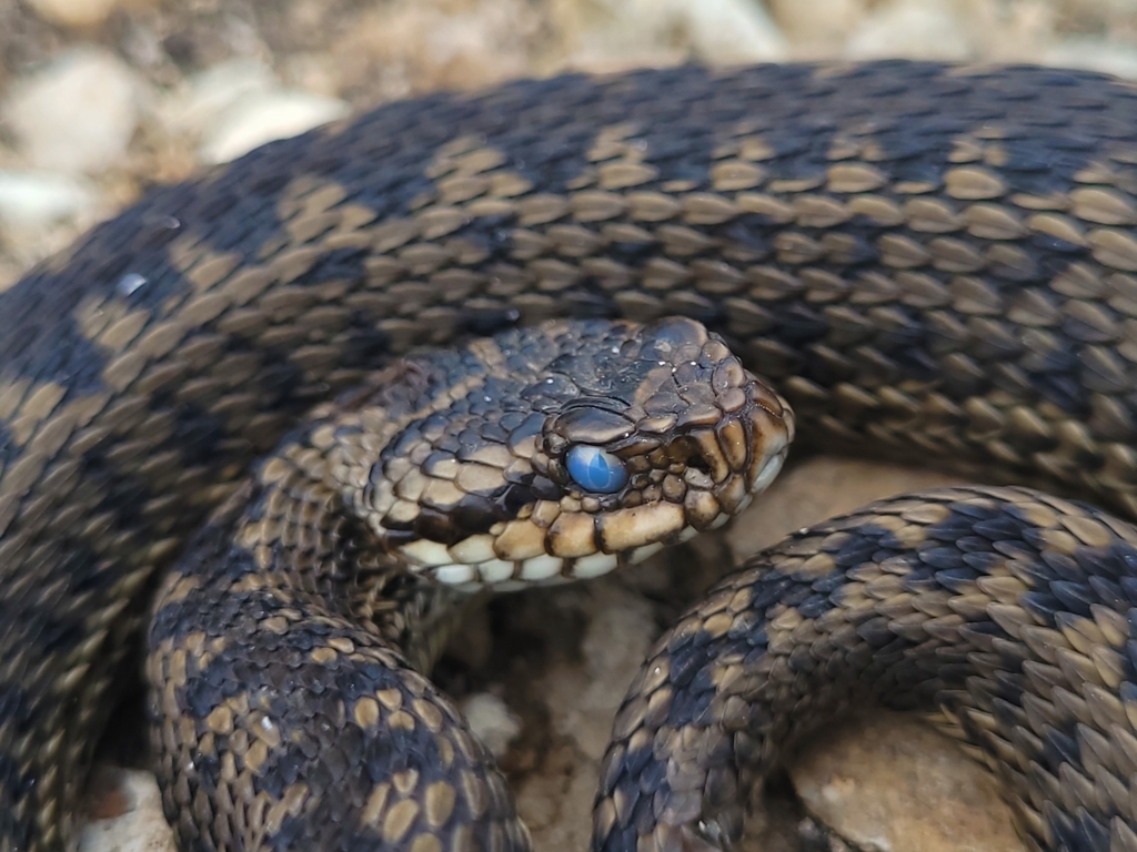 Lotiev's Viper