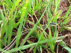Thamnophis proximus proximus