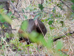 Meleagris gallopavo merriami