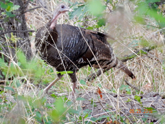 Meleagris gallopavo merriami