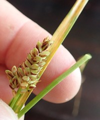 Carex saliniformis