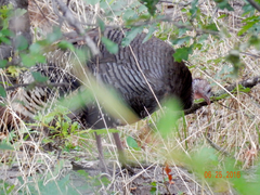 Meleagris gallopavo merriami