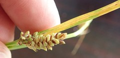 Carex saliniformis