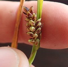Carex saliniformis